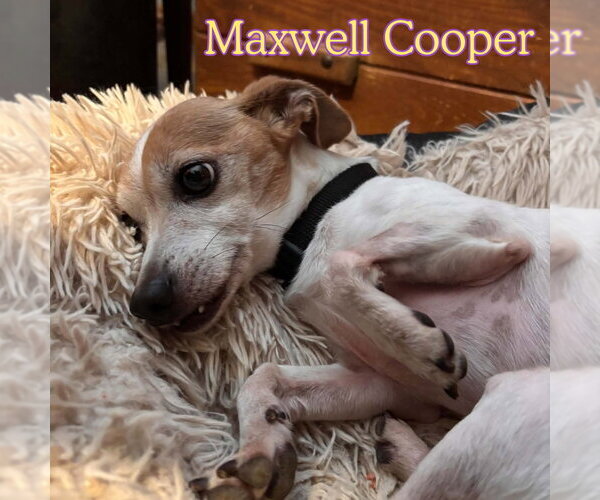 Medium Photo #7 Chiweenie Puppy For Sale in San Antonio, TX, USA