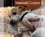 Small Photo #7 Chiweenie Puppy For Sale in San Antonio, TX, USA
