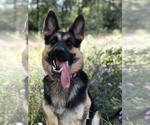 Small #4 German Shepherd Dog