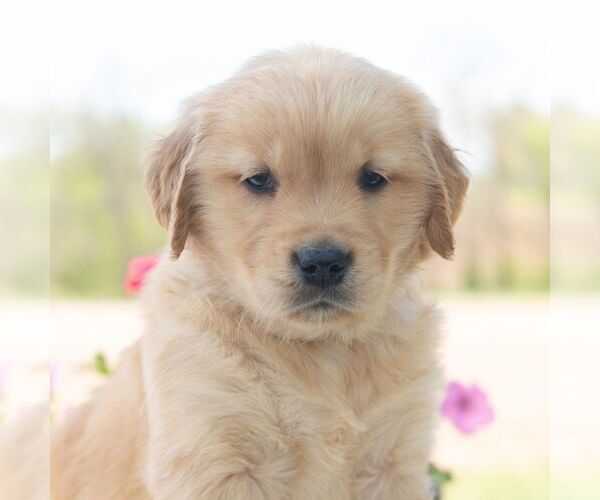Medium Photo #5 Golden Retriever Puppy For Sale in NEWPORT, PA, USA