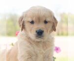 Small #4 Golden Retriever