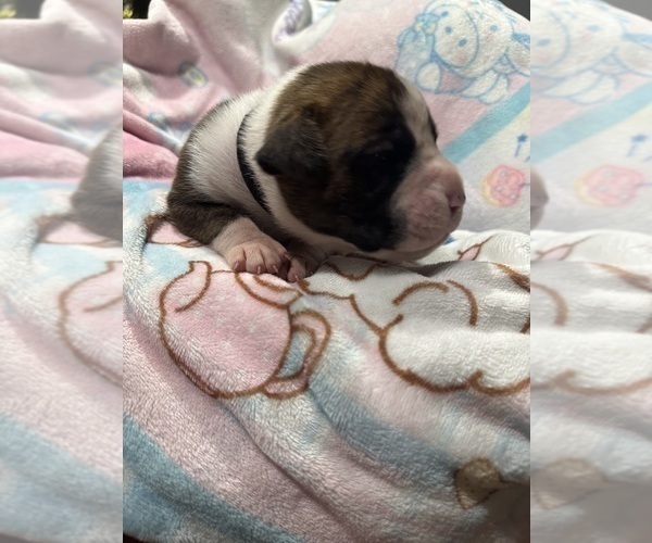 Medium Photo #4 Boxer Puppy For Sale in RALEIGH, NC, USA