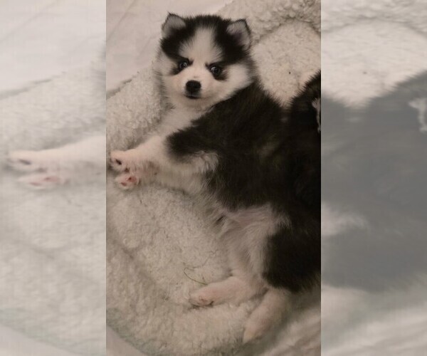 Medium Photo #14 Pomsky Puppy For Sale in DELAWARE, OH, USA