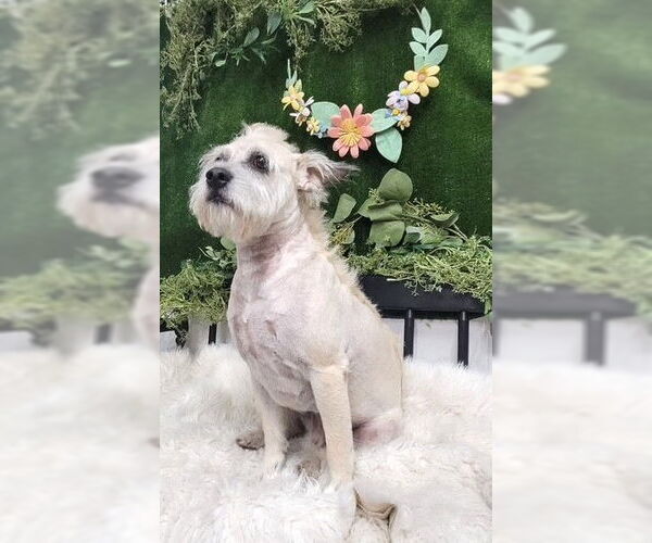 Medium Photo #3 Mutt Puppy For Sale in Boonton, NJ, USA