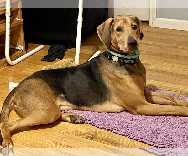 Medium Photo #7 Plott Hound Puppy For Sale in Brewster, NY, USA
