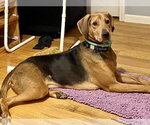 Small #6 Plott Hound