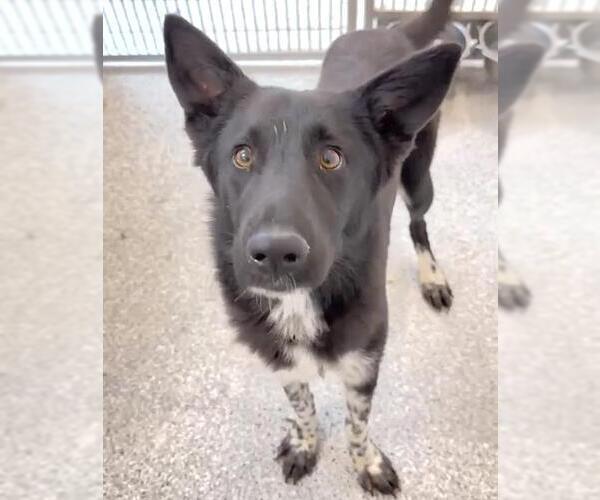 Medium Photo #1 Border Collie-Unknown Mix Puppy For Sale in Houston, TX, USA