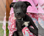 Small Photo #9 American Pit Bull Terrier-Unknown Mix Puppy For Sale in Redmond, WA, USA