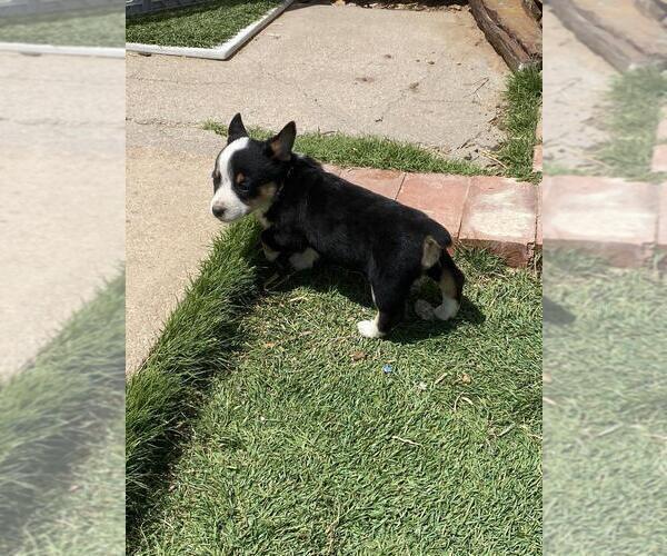 Medium Photo #4 Cowboy Corgi Puppy For Sale in BRIGGSDALE, CO, USA