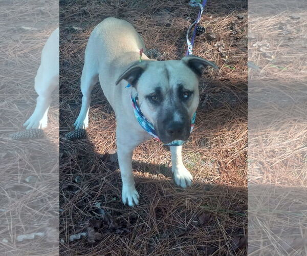 Medium Photo #6 Huskies -Unknown Mix Puppy For Sale in Murfreesboro, NC, USA