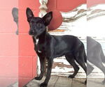 Small #13 Mutt