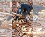 Small Photo #5 Australian Shepherd Puppy For Sale in Scottsboro, AL, USA