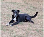Small #10 Labrador Retriever Mix