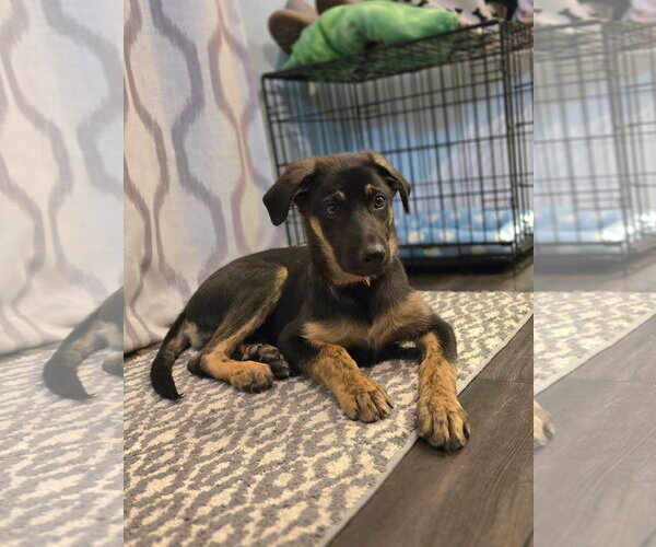 Medium Photo #3 German Shepherd Dog-Unknown Mix Puppy For Sale in New London, WI, USA
