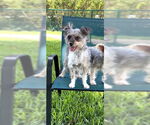 Small #18 Poodle (Toy) Mix