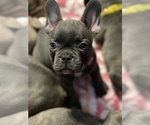 Puppy 2 French Bulldog