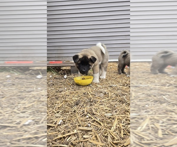 Medium Photo #1 Akita Puppy For Sale in SANBORN, NY, USA