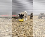 Image preview for Ad Listing. Nickname: Akita