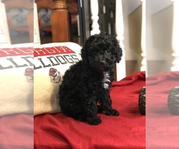 Medium Photo #16 Cockapoo Puppy For Sale in BOGART, GA, USA