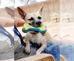 Small Photo #4 Mutt Puppy For Sale in phoenix, AZ, USA