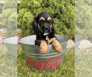 Cocker Spaniel Puppy for sale in MIDDLEBURY, IN, USA
