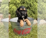 Small Cocker Spaniel