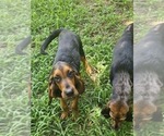 Small #3 Bloodhound