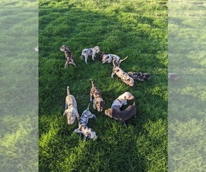Catahoula Leopard Dog Puppy for sale in GARDENDALE, TX, USA