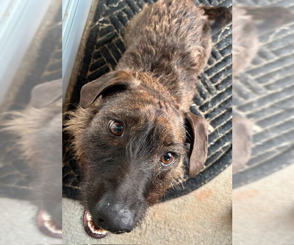 Medium Photo #3 Dachshund Puppy For Sale in Newfoundland, PA, USA