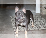 Small Photo #2 French Bulldog Puppy For Sale in BAKERVIEW, WA, USA