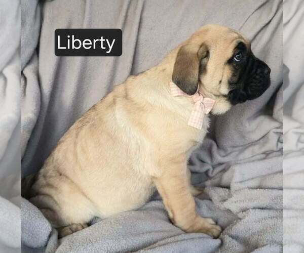 Medium Photo #3 Cane Corso Puppy For Sale in MINERAL WELLS, WV, USA