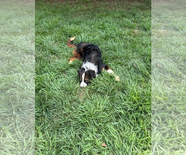 Medium Photo #6 Australian Shepherd-Unknown Mix Puppy For Sale in Minneapolis, MN, USA