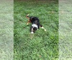 Small #5 Australian Shepherd Mix