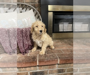 Goldendoodle (Miniature) Puppy for sale in RAMER, TN, USA