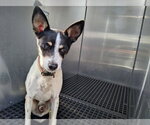 Small Rat Terrier