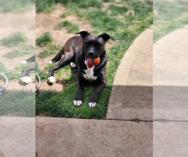 Medium Photo #25 American Staffordshire Terrier-Unknown Mix Puppy For Sale in Rosenberg, TX, USA