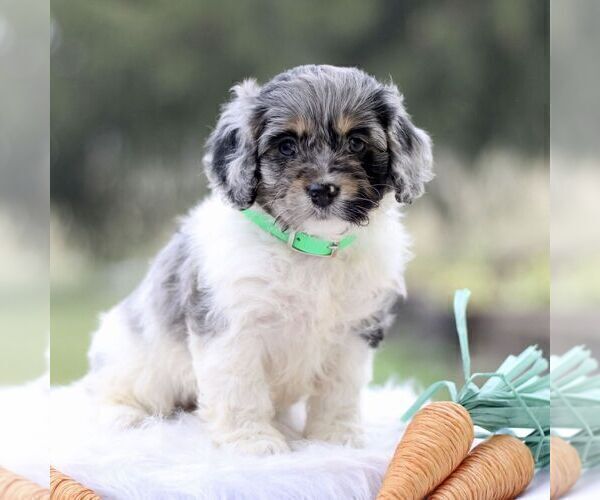 Medium Photo #3 Cockapoo Puppy For Sale in GORDONVILLE, PA, USA