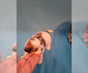 Shih Tzu Puppy for sale in PERRY, MI, USA
