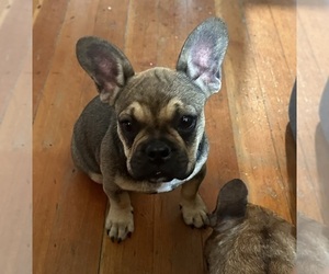 French Bulldog Puppy for sale in SIOUX FALLS, SD, USA