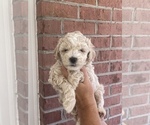 Puppy Puppy 1 Poodle (Toy)-ShihPoo Mix