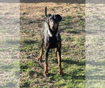 Small #11 Doberman Pinscher