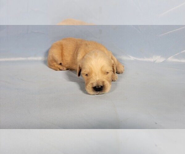 Medium Photo #5 Golden Retriever Puppy For Sale in FALCON, CO, USA