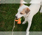 Small Photo #18 Mutt Puppy For Sale in Sandy, UT, USA