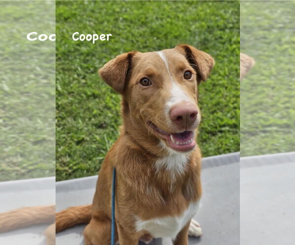 Medium Photo #3 Mutt Puppy For Sale in Ridgefield, CT, USA