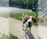 Small #4 Treeing Walker Coonhound