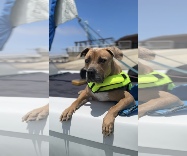 Medium Photo #3 American Pit Bull Terrier-Staffordshire Bull Terrier Mix Puppy For Sale in San Diego, CA, USA