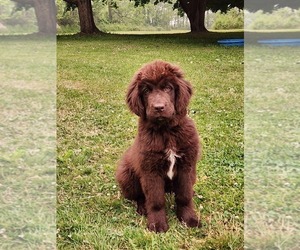 Newfoundland Puppy for sale in WOLCOTT, NY, USA