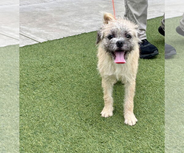 Medium Photo #3 Mutt Puppy For Sale in Salinas, CA, USA