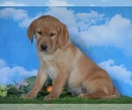 Small Photo #3 Labrador Retriever Puppy For Sale in FREDERICKSBG, OH, USA