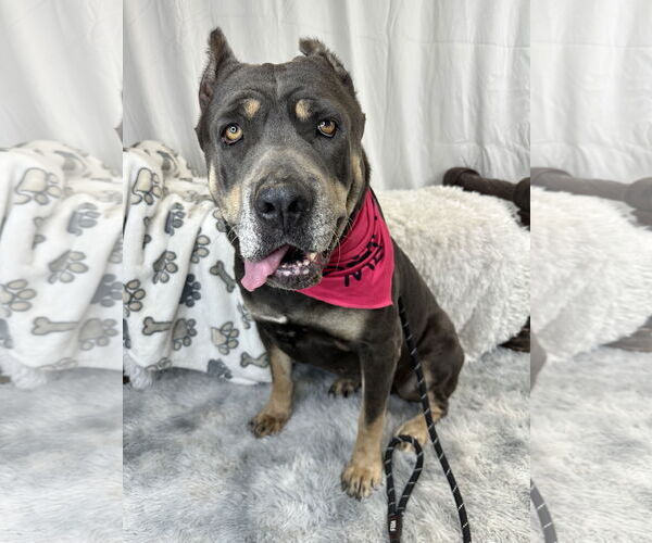 Medium Photo #3 Mutt Puppy For Sale in Goodyear, AZ, USA